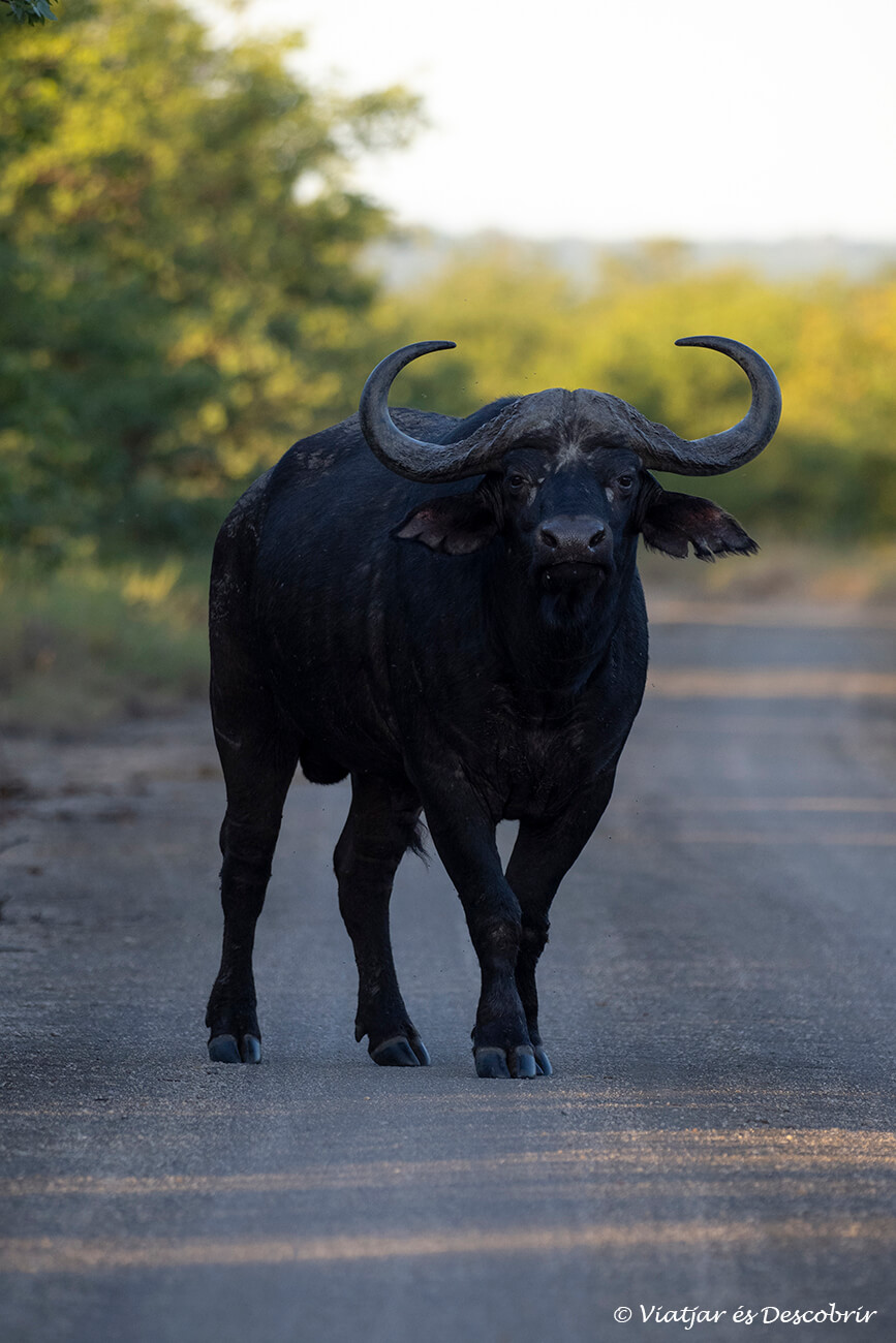 un búfal aturat al mig d'una pista durant un safari de tarda