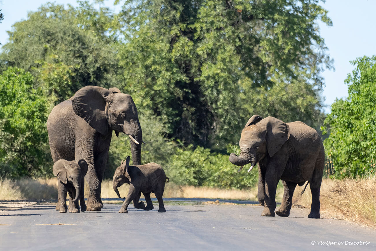un grup d'elefants al nord del Kruger després d'haver conduït durant un safari per lliure
