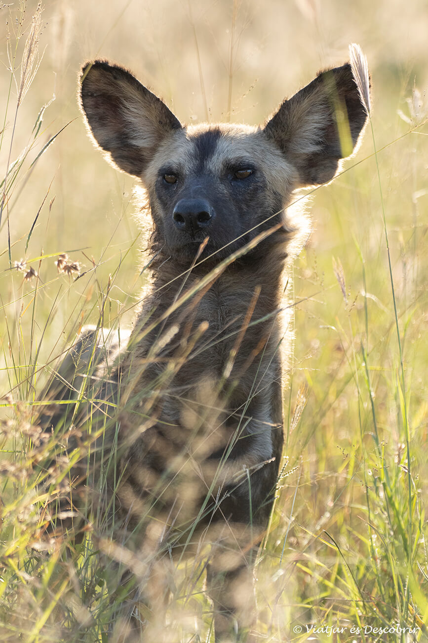 un gos salvatge mirant un cotxe durant un safari pel parc nacional Kruger