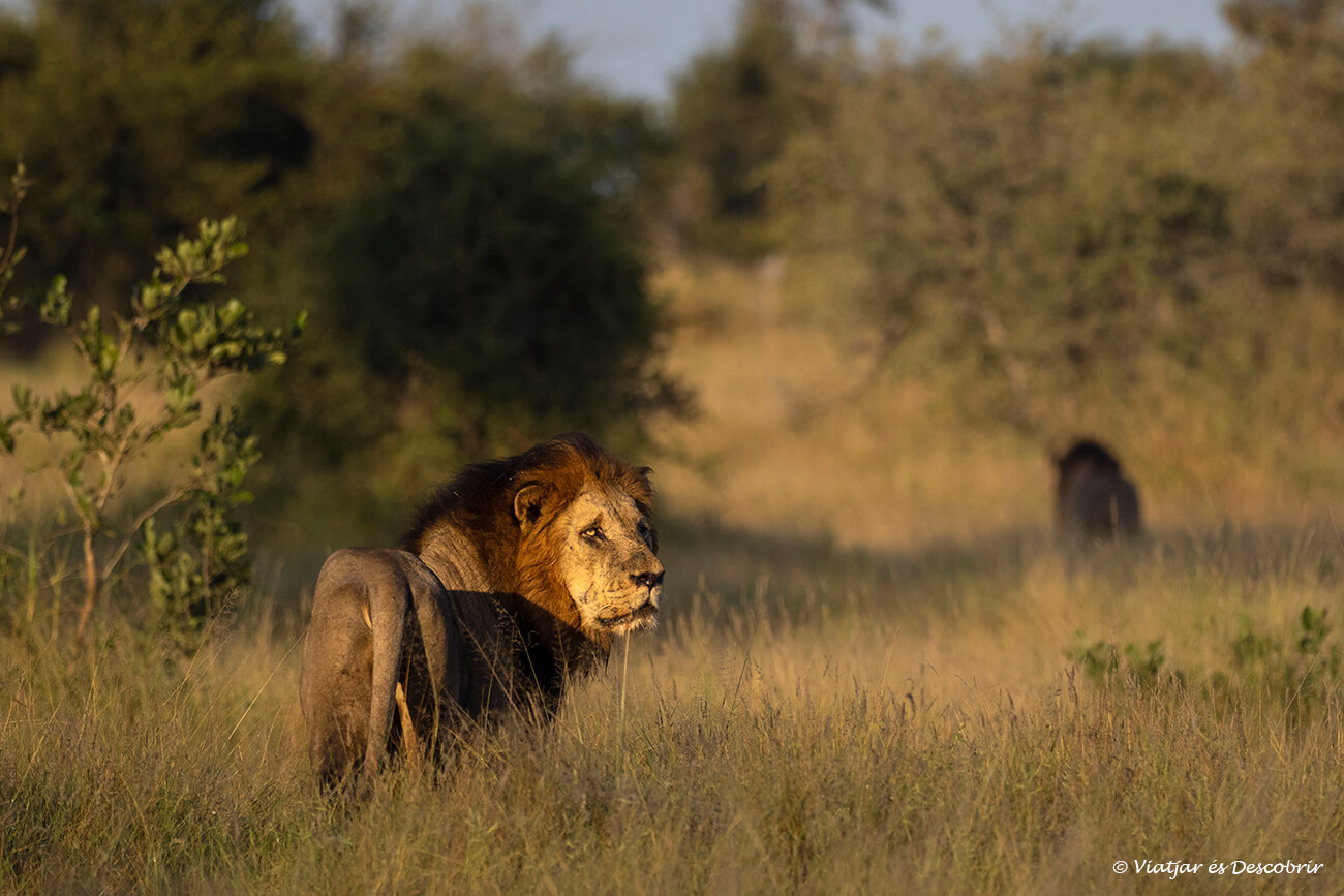 veure aquest lleó mascle a l'alba a prop d'Olifants va ser un dels millors moments després de conduir moltes hores pel Parc Nacional Kruger