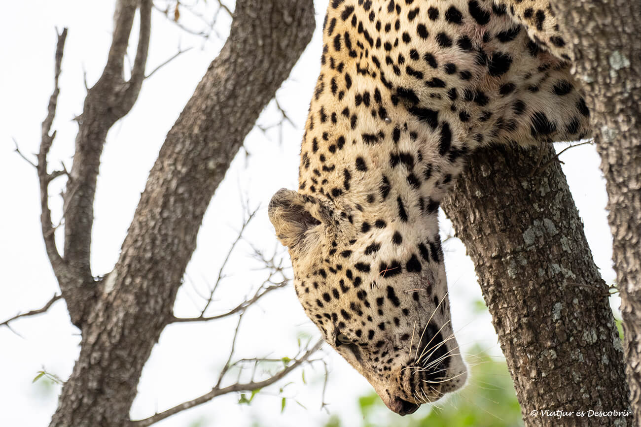 un lleopard baixant d'un arbre del Kruger després d'haver menjat un impala