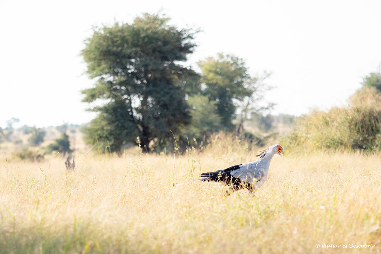 en conduir pel parc nacional Kruger amb atenció es poden veure ocells tan sorprenents com aquest secretari