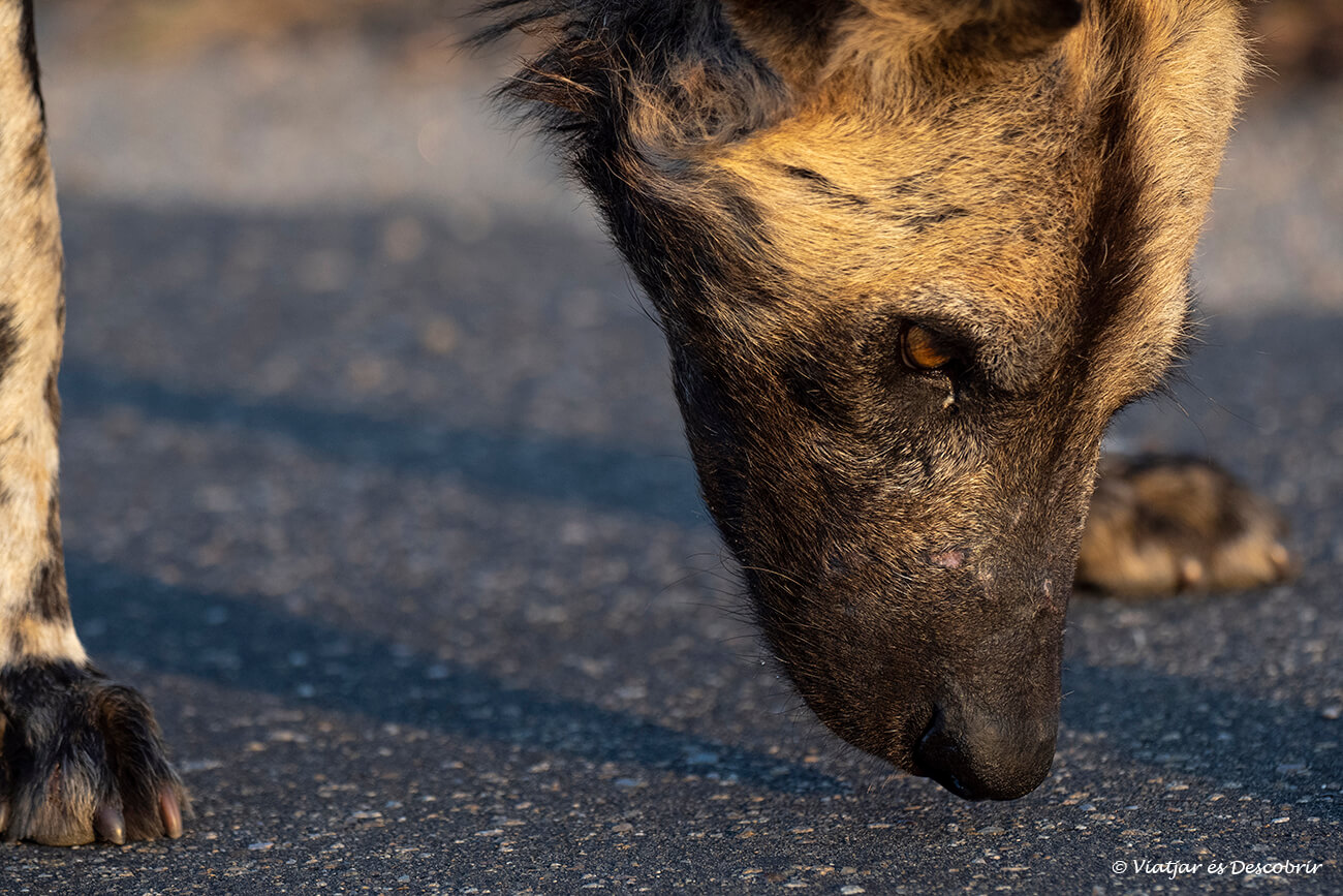 un gos salvatge olorant l'asfalt a la recerca d'algun rastre d'altres animals