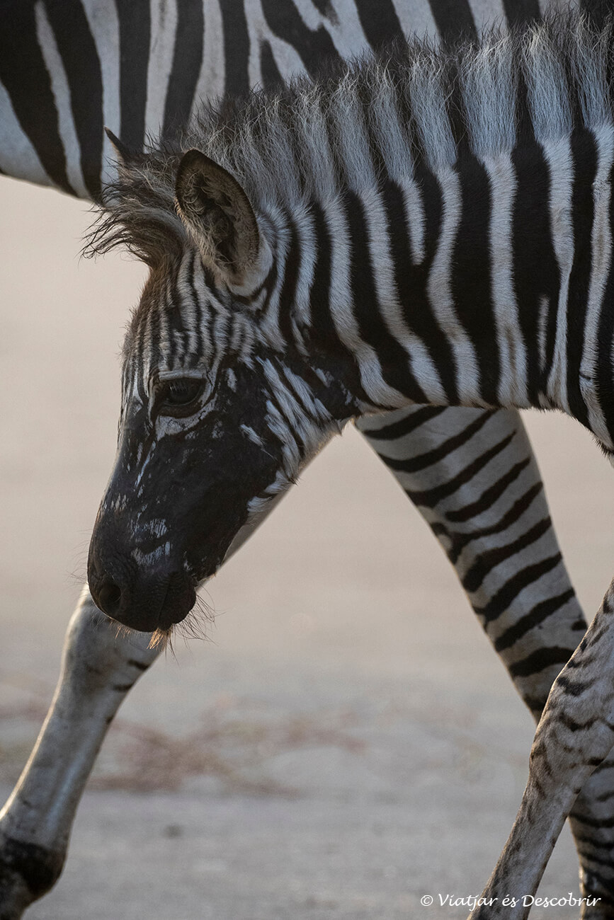 primer pla d'una zebra caminant amb la cara plena de fang