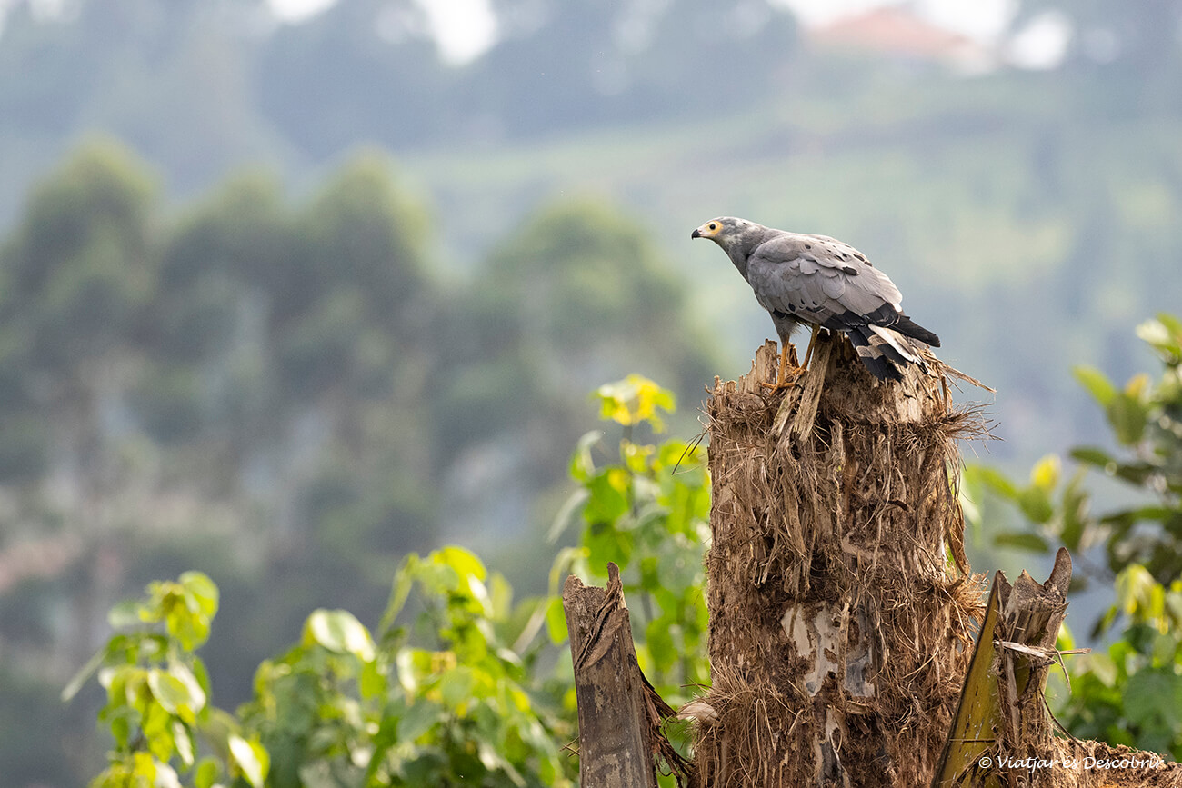 durant una ruta a Uganda per lliure es poden veure molts ocells