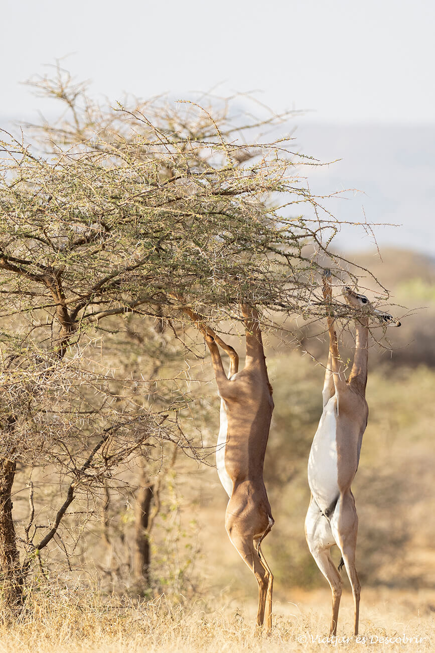 dos antílops girafa menjant durant un safari a la reserva nacional de Samburu