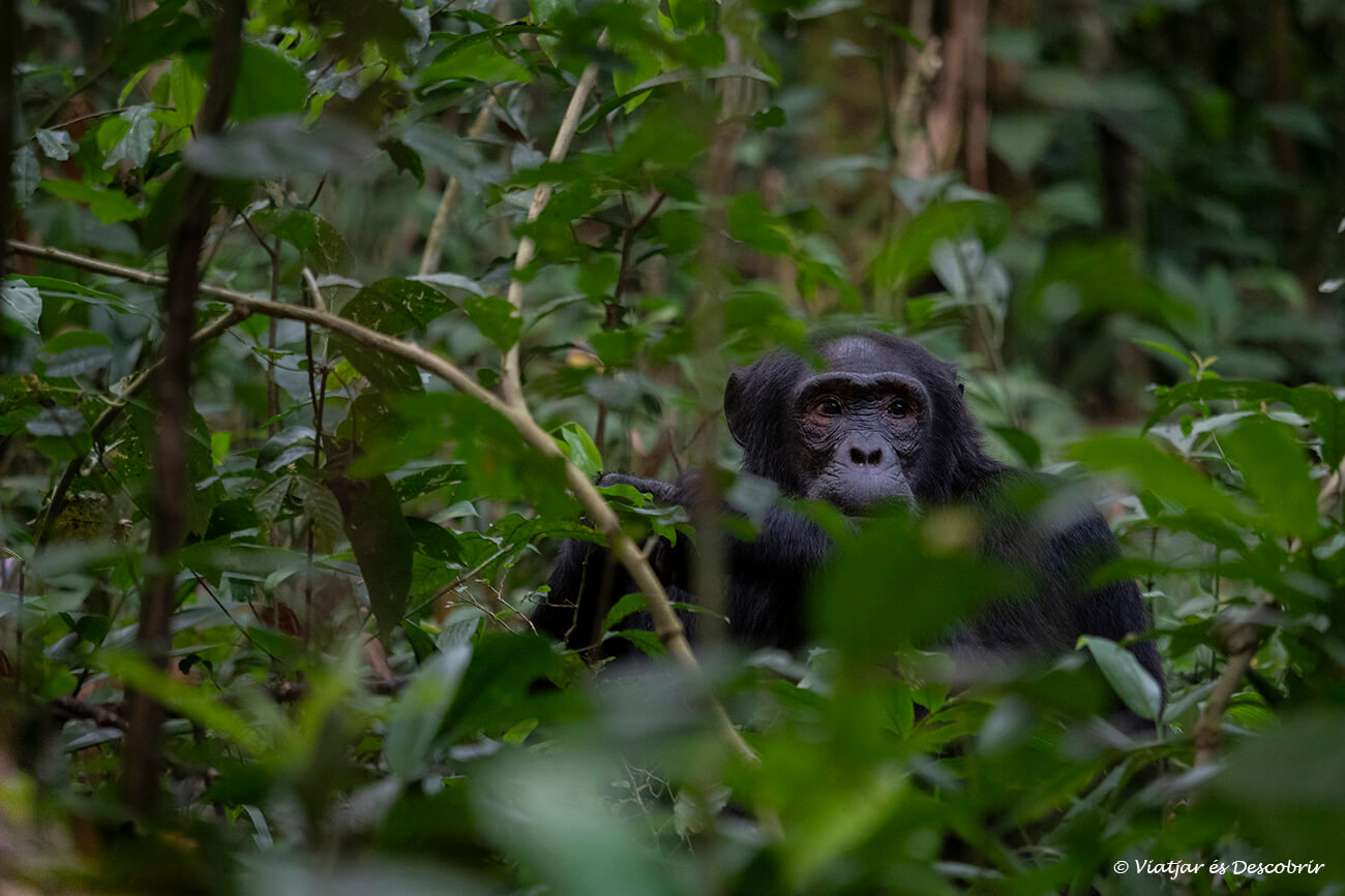 ximpanzé amagat entre la vegetació, una de les millors escenes que es poden veure al viatjar a Uganda