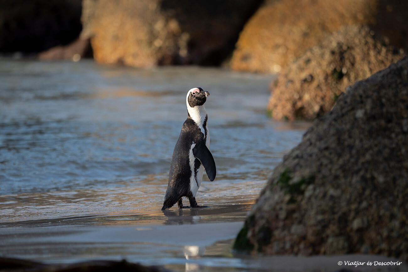 un pingüí sortint de l'aigua durant l'alba a prop de Ciutat del Cap