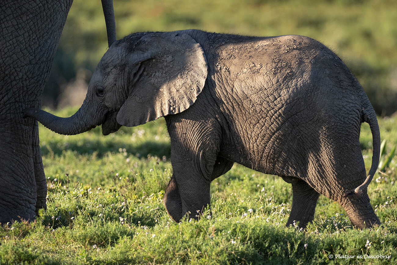 una cria d'elefant caminat busca de la seva mare fotografiada durant un safari al sud de Sud-àfrica