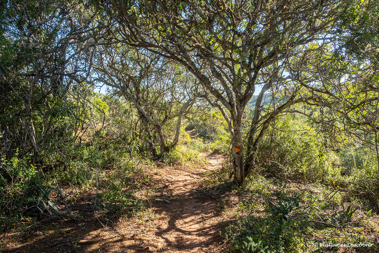 un bonic camí de bosc mediterrani a la provincia d'Eastern Cape