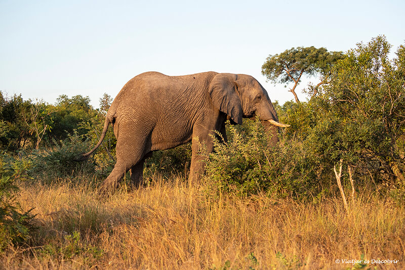 elefant durant l'alba al Parc Nacional Kruger