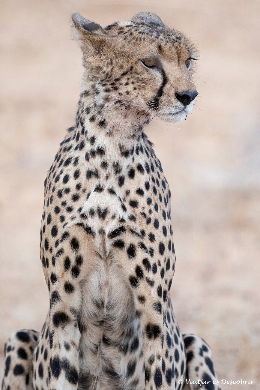 primer pla d'un guepard durant un safari al nord de Kenya per lliure