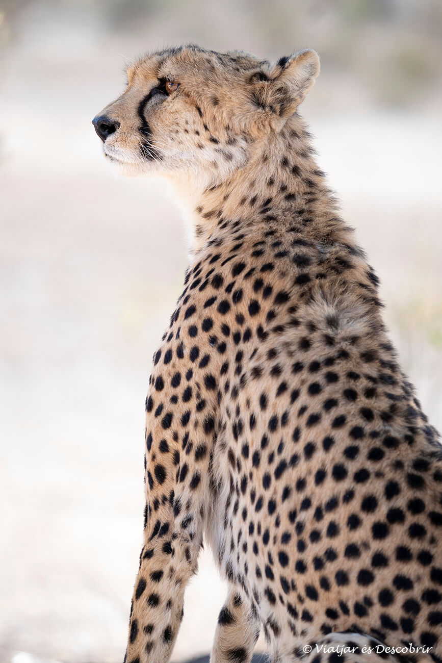 un retrat d'un bonic guepard fotografiat durant un dels safaris per lliure al desert a la segona part del meu llarg viatge a Sud-àfrica