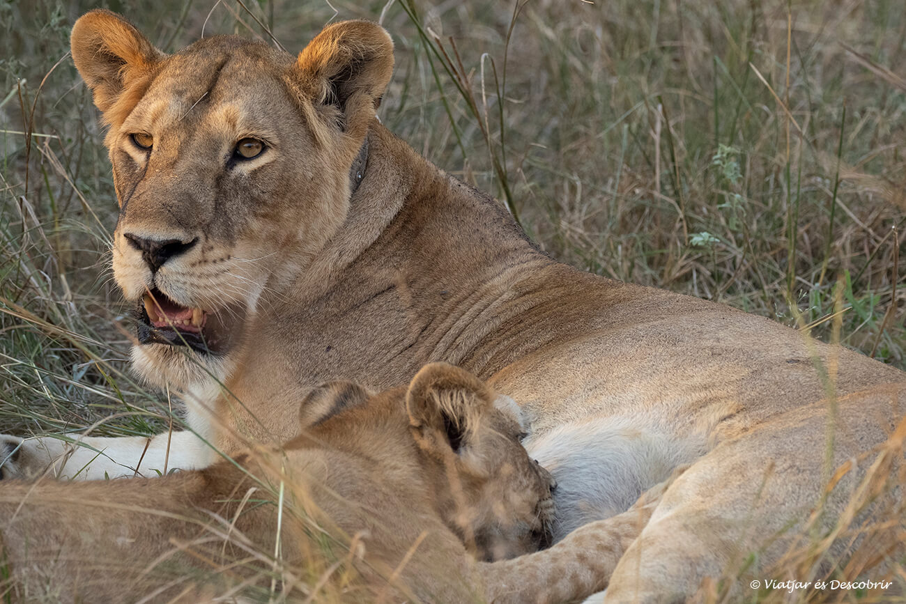 lleona i la seva cria al parc nacional Murchison Falls al nord d'Uganda