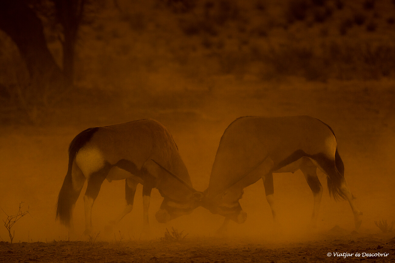 dos mascles d'orics del cap lluitant entre la pols i els llums ataronjats de l'alba al desert del Kalahari