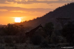 Read more about the article Safari a la Reserva Nacional de Samburu