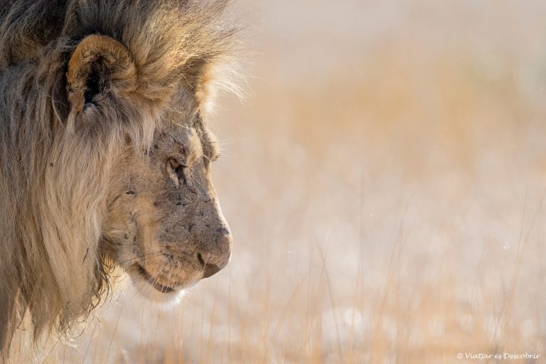 Més informació sobre l'article Setmana 15 (Quinuituq): El cicle de la vida al Kalahari