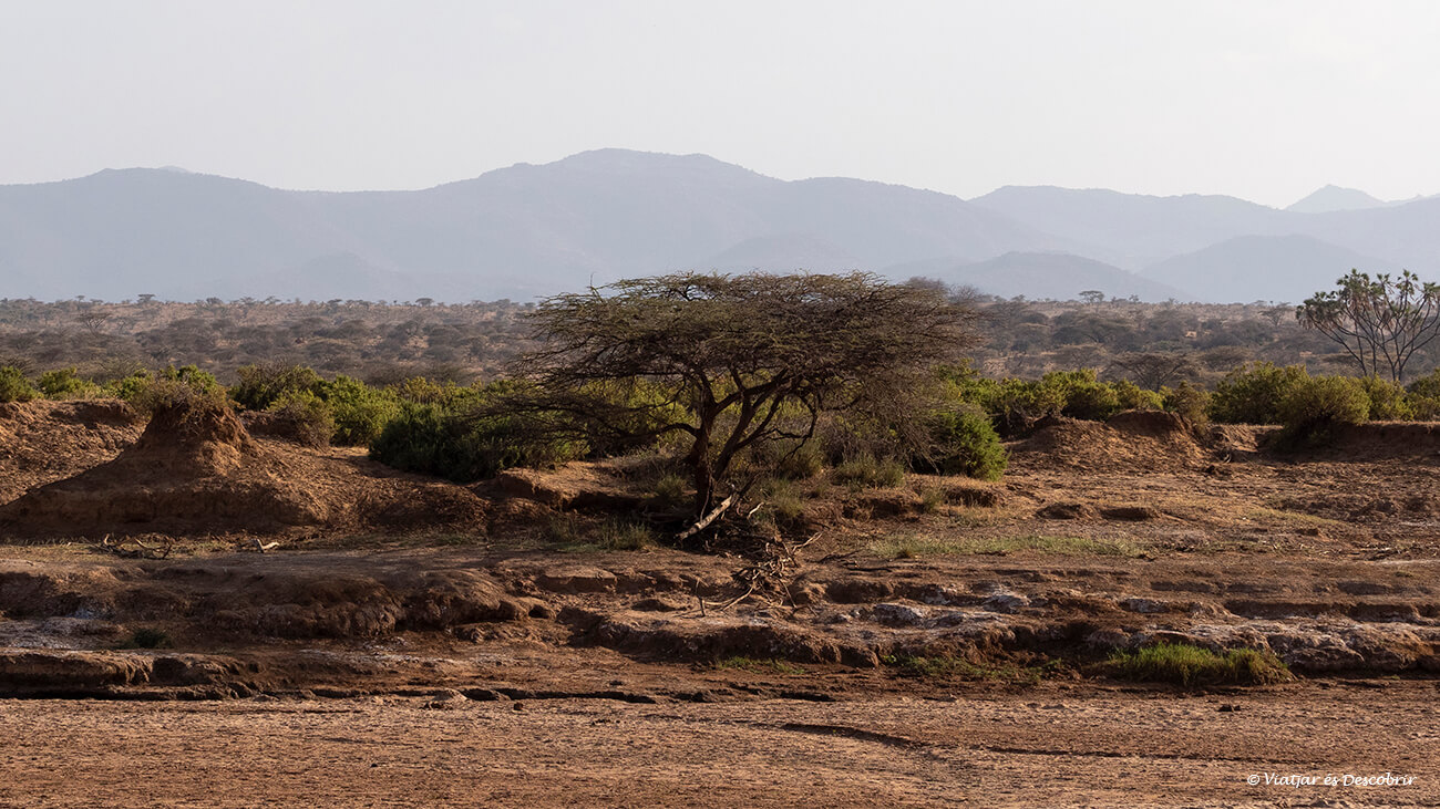 paisatge de sabana àrida característic de la reserva nacional de Samburu i del nord de Kenya