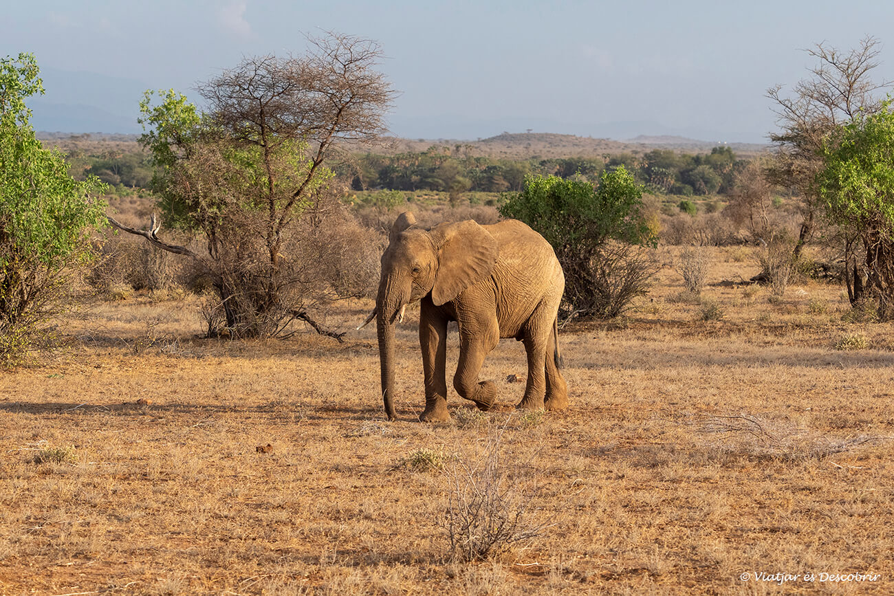 un elefant solitari caminant per la reserva nacional de Samburu i fotografiat durant un safari