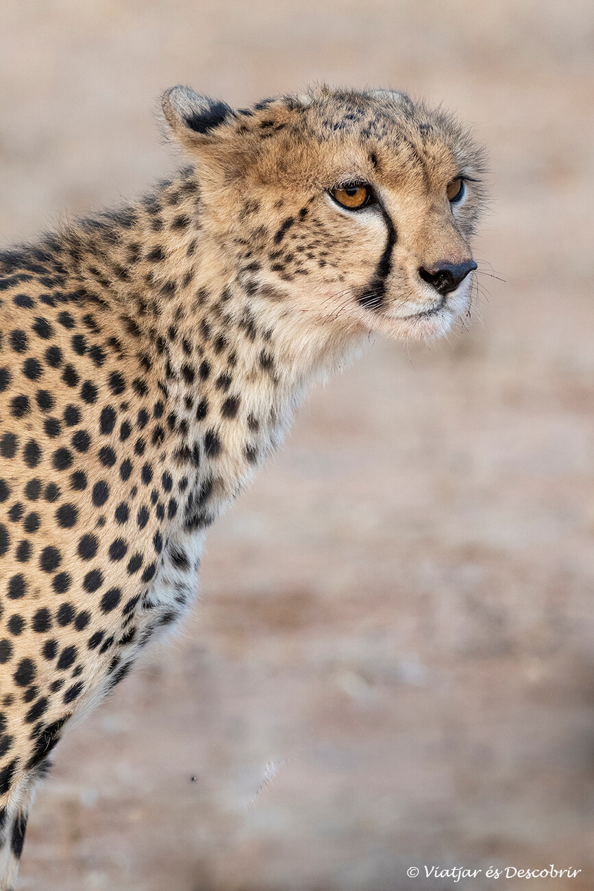 els guepards són un dels felins més complicats de veure durant un safari a Samburu