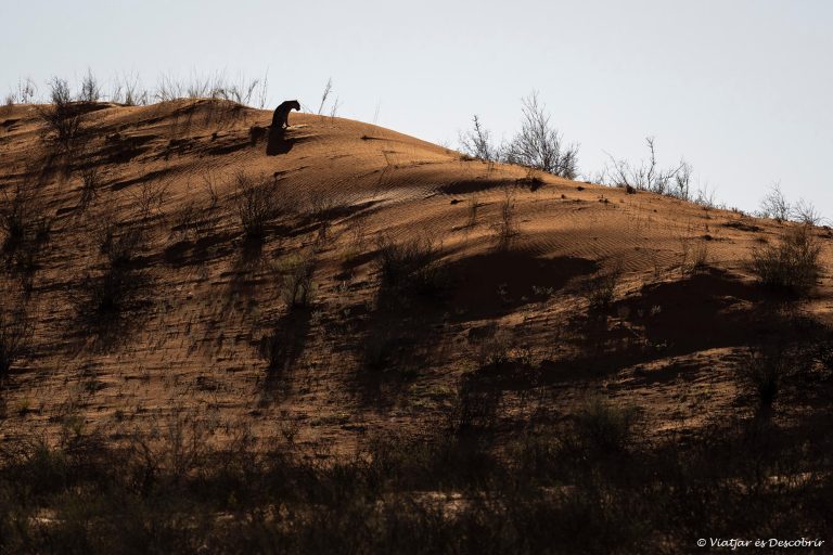 Més informació sobre l'article Setmana 14 (Quinuituq): El desert del Kalahari i les seves històries