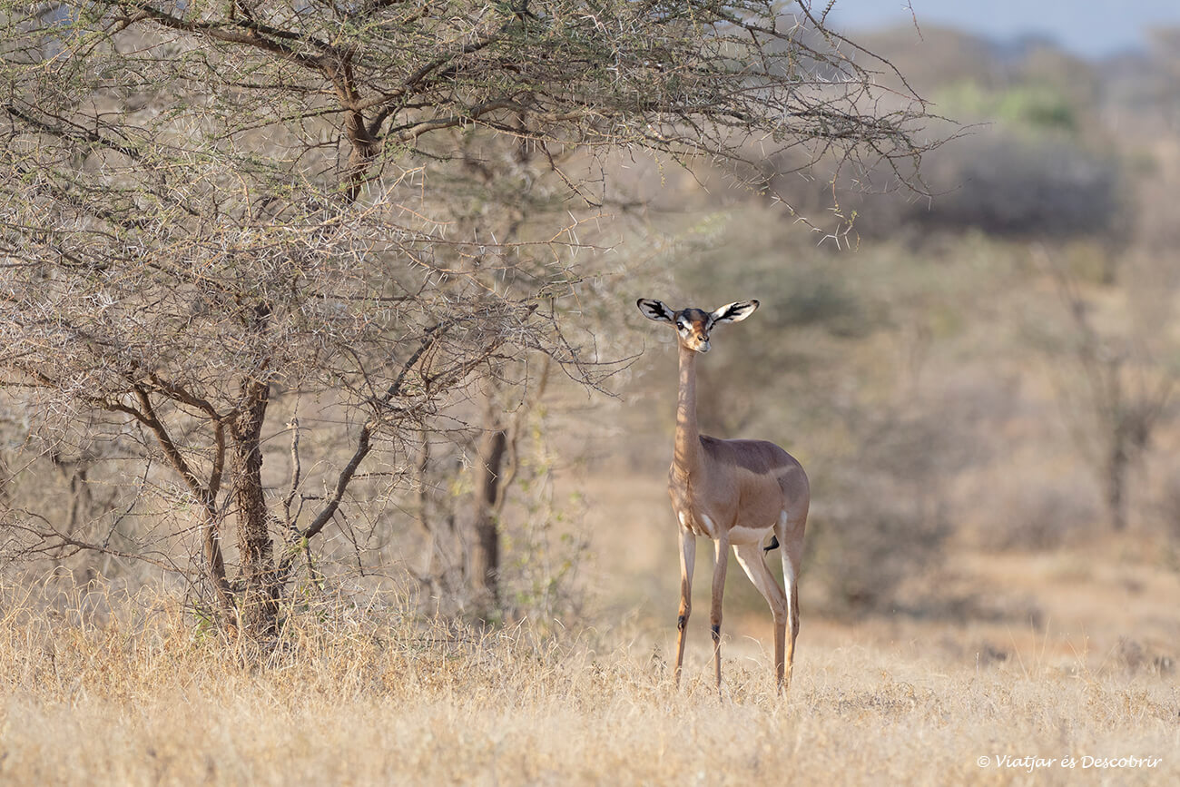 antílop girafa envoltat d'arbustos amb petites fulles que els hi serveixen d'aliment i font d'aigua a Samburu