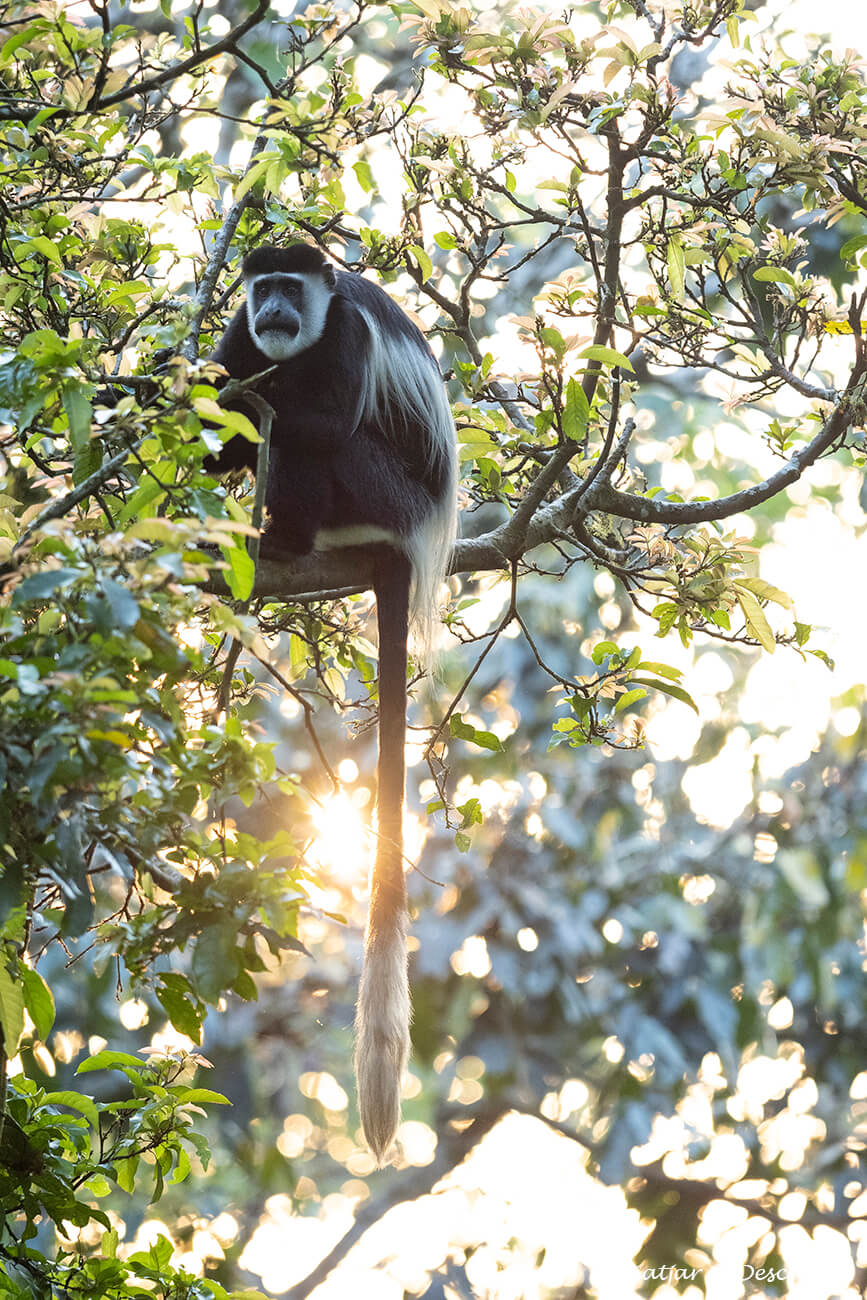 un goril·la blanc i negre a prop del parc nacional kibale durant un viatge a Uganda per lliure