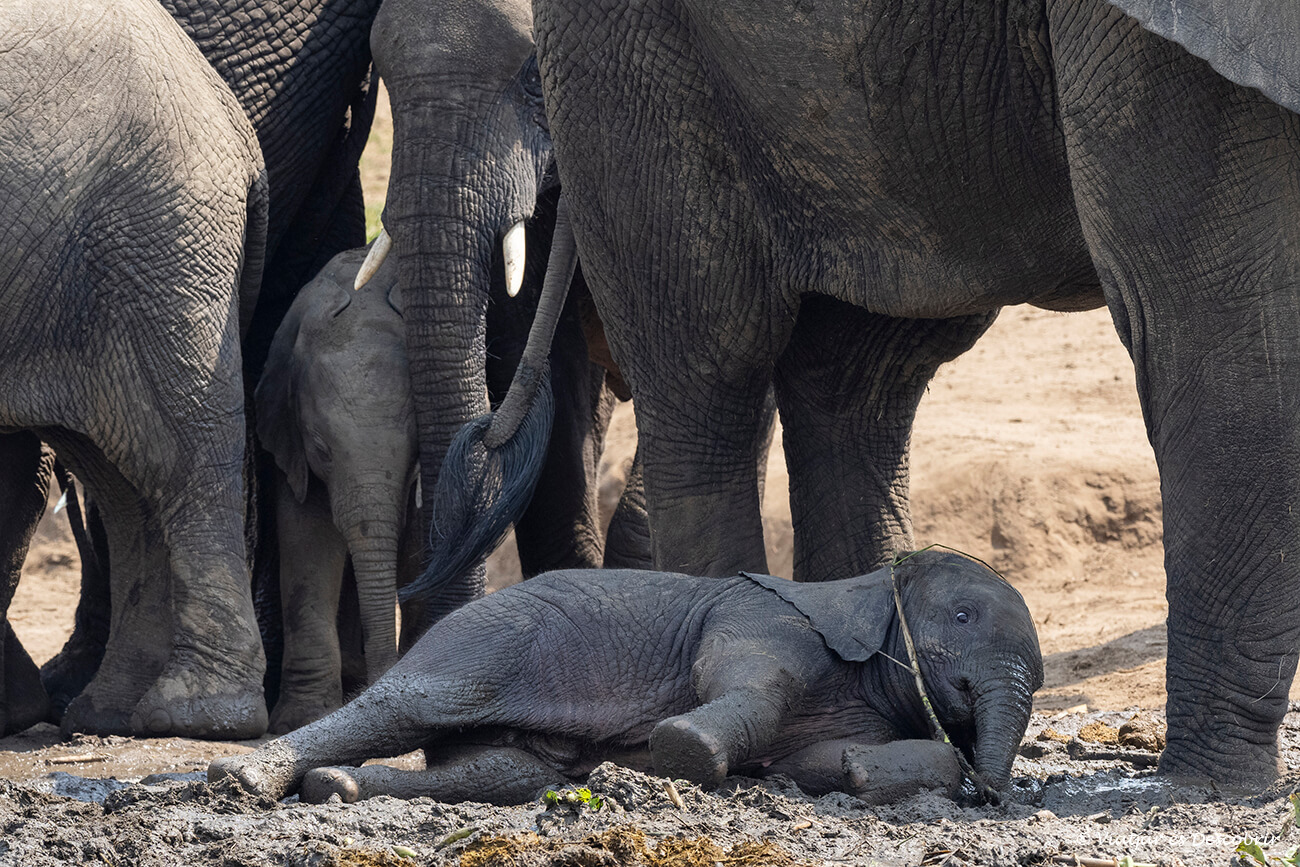 una cria d'elefant remullant-se a un bassal durant una ruta per Uganda