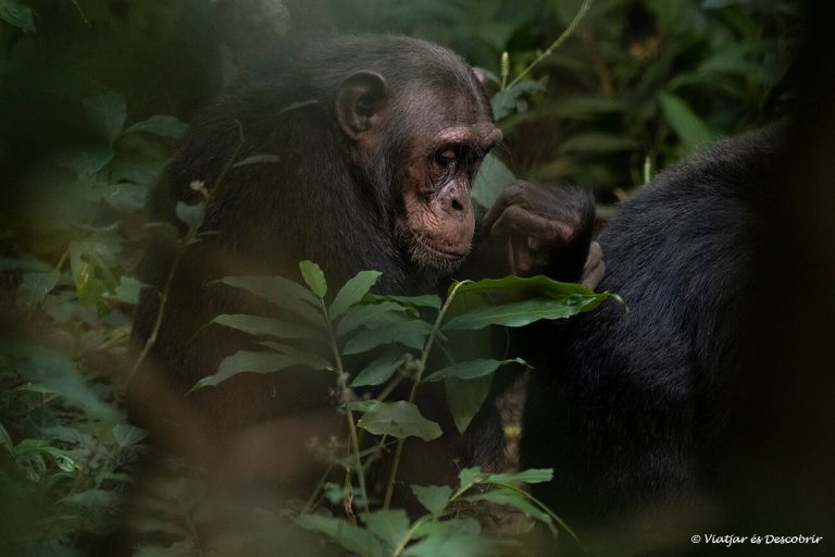 Més informació sobre l'article Viatjar a Uganda per lliure o amb agència?