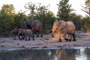Read more about the article Maun (Botswana): 8 coses per fer a la capital de l’Okavango