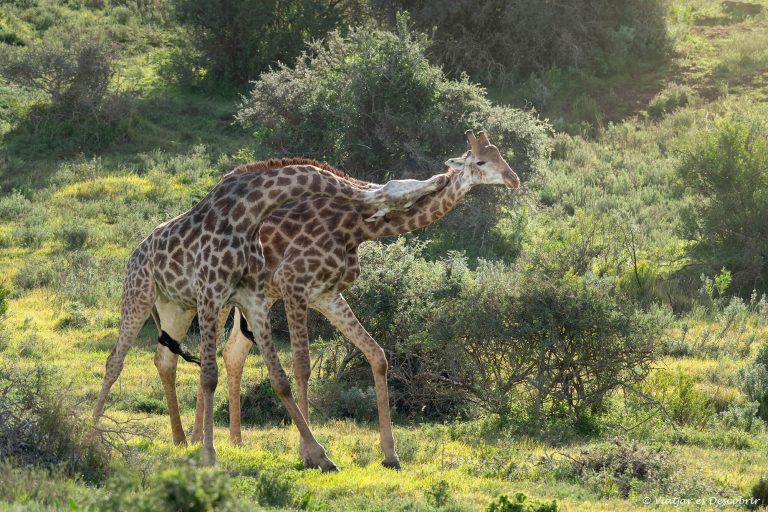 Més informació sobre l'article Setmana 18 (Quinuituq): L’arribada a la reserva de Kariega