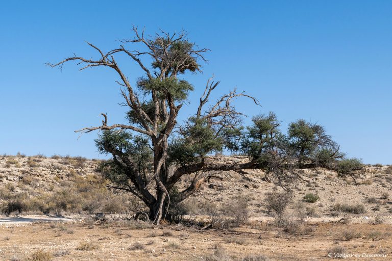 Més informació sobre l'article Setmana 16 (Quinuituq): Els gegants del desert