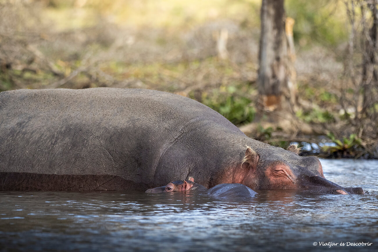 primer pla d'una cria d'hipopòtam descansant al costat de la seva mare