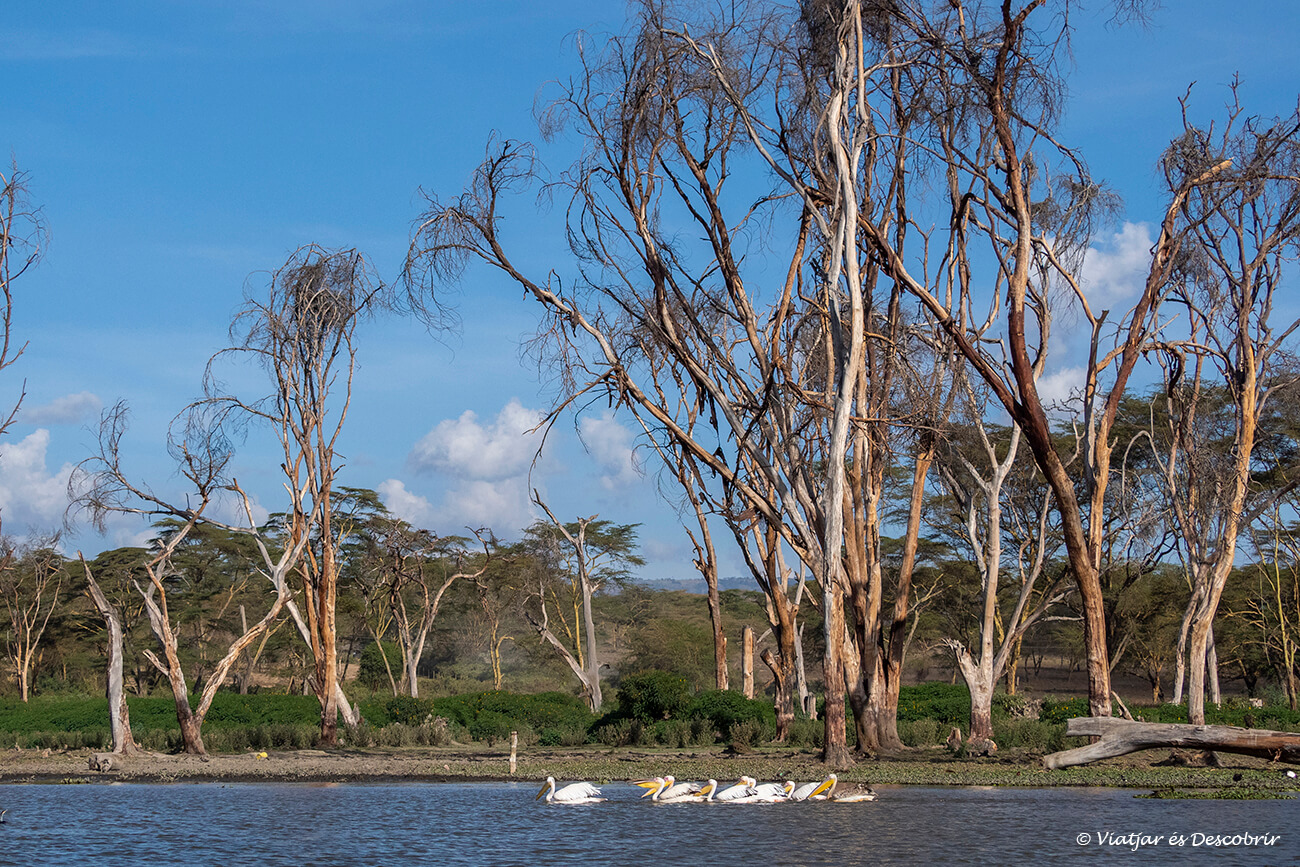 You are currently viewing El Llac Naivasha, on veure hipopòtams i ocells a Kenya