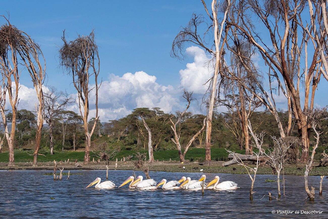 pelicans nedant al Llac Naivasha i envoltats de les acàcies grogues tan protagonistes a aquesta zona de Kenya
