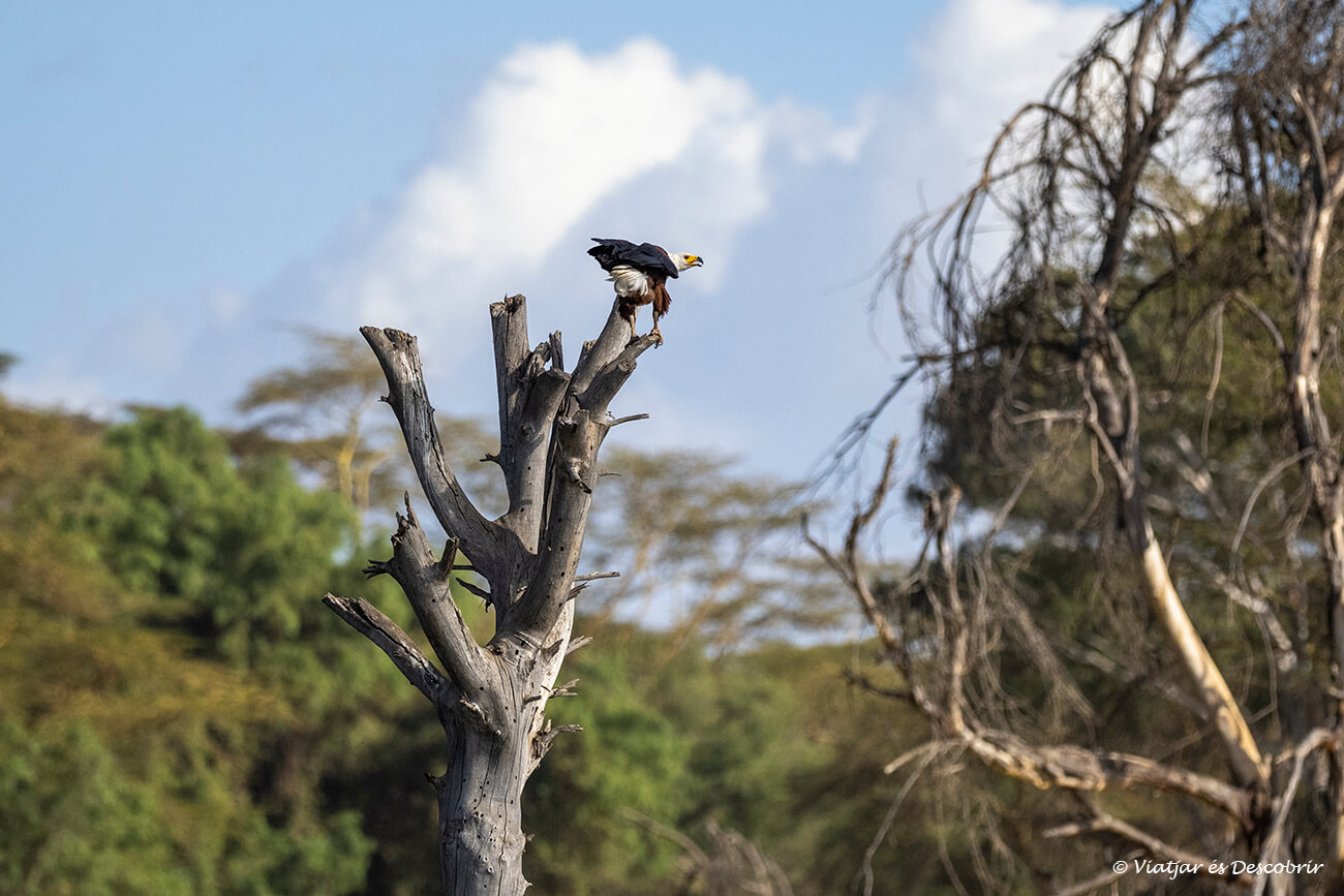 un pigarg africà a sobre d'un tronc a dins del Llac Naivasha