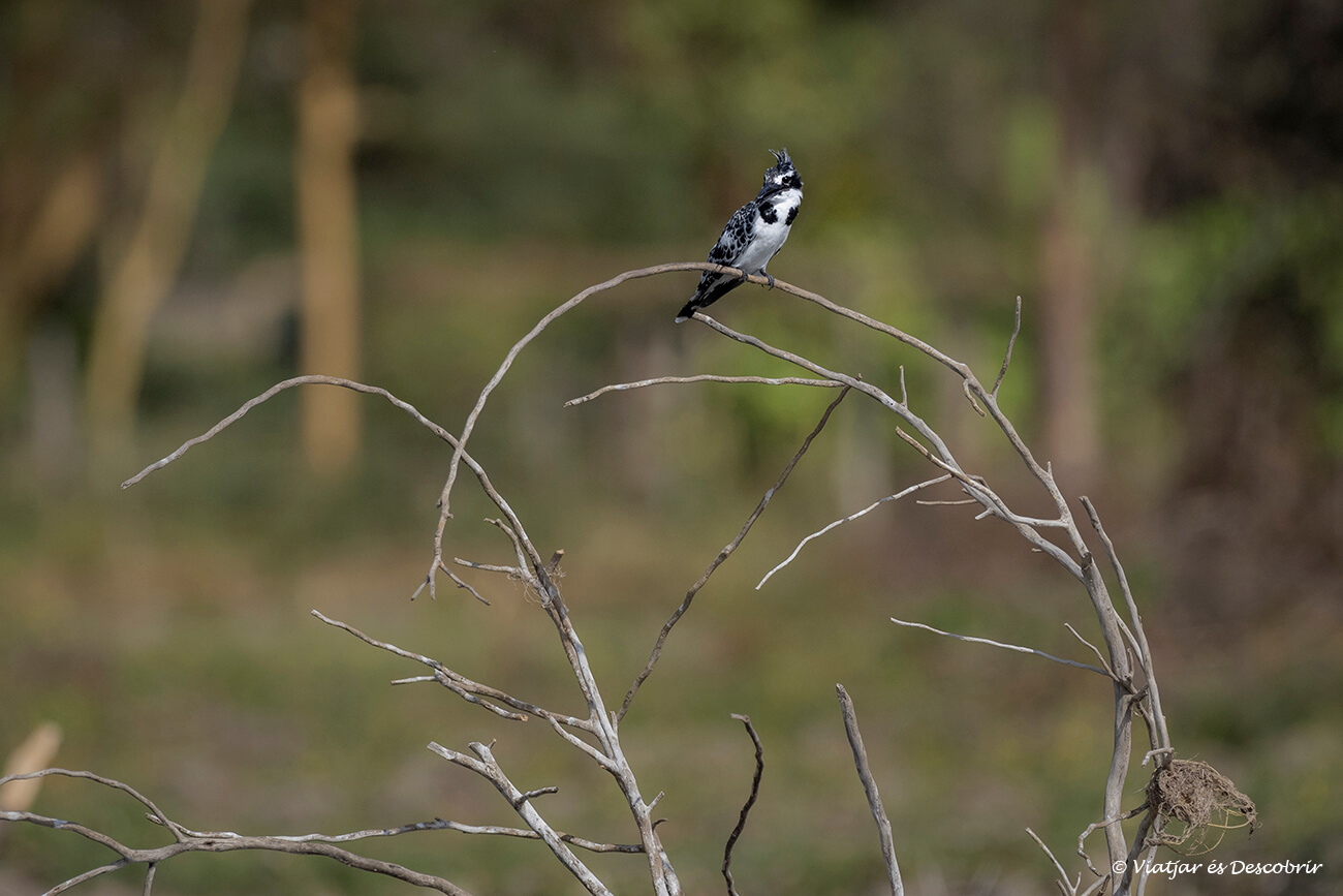 una de les espècies de kingfisher del Llac Naivasha a Kenya