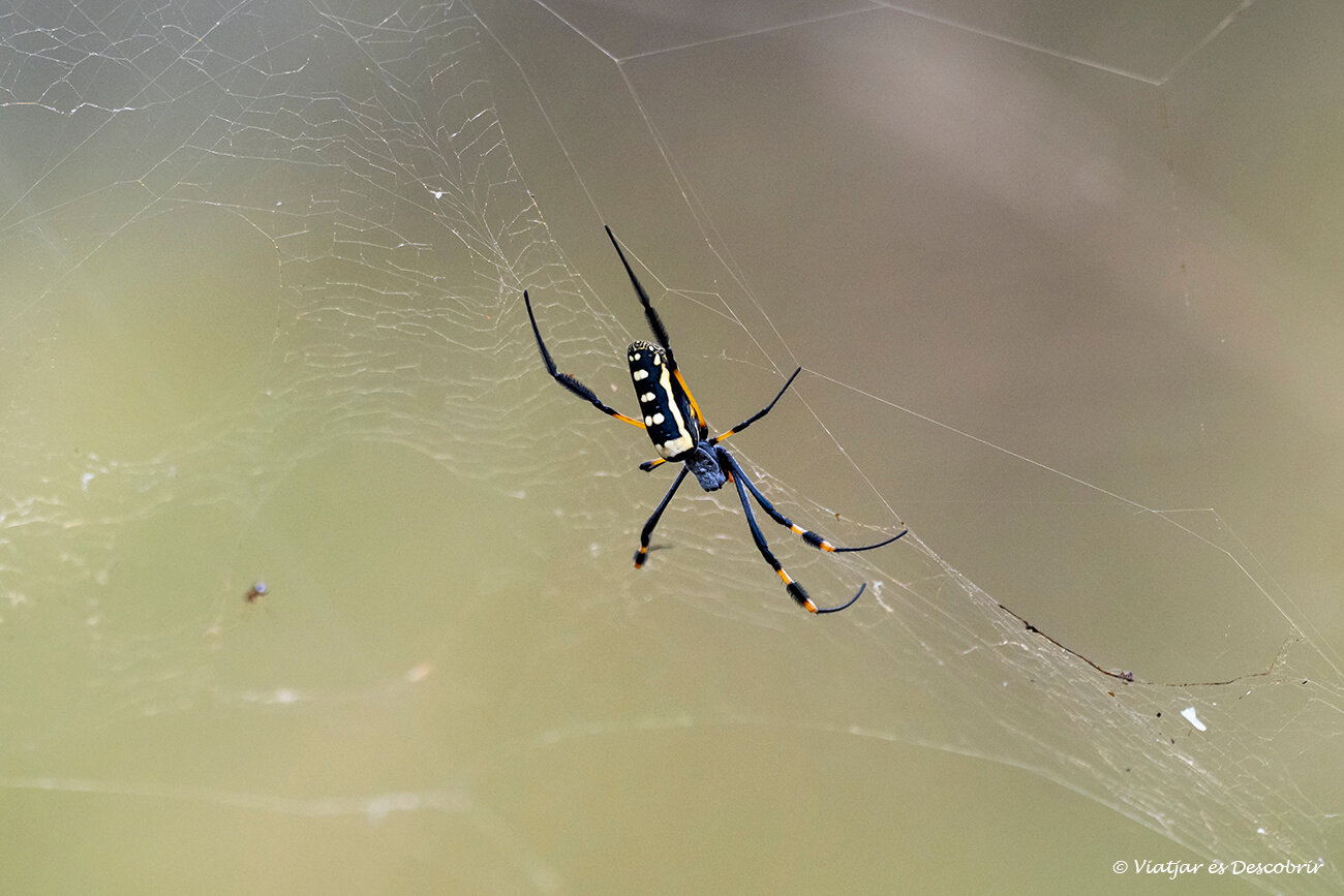 una aranya observada i fotografiada durant un safari a peu al Kruger