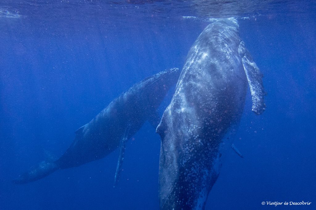 fotografia aquàtica de dues balenes geperudes