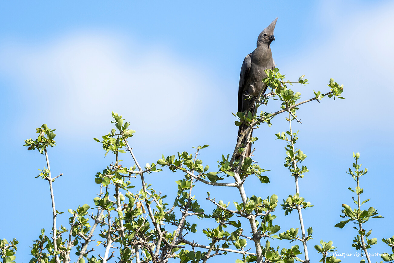 un bonic ocell dels més de 500 que es poden veure a la reserva del Kruger