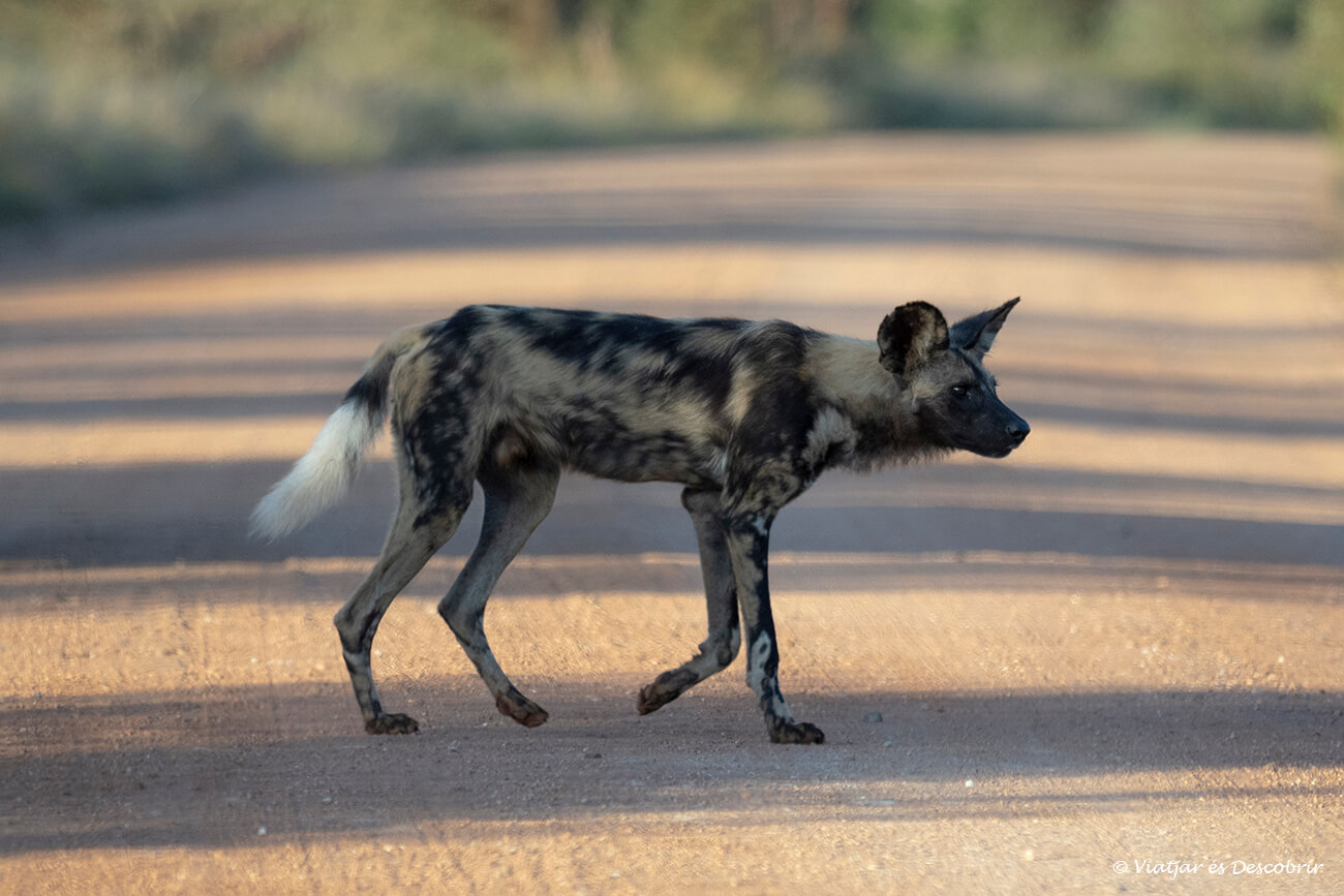 un gos salvatge a l'interior del parc nacional Kruger és un dels regals que pots trobar a l'arribar a aquesta reserva sudafricana