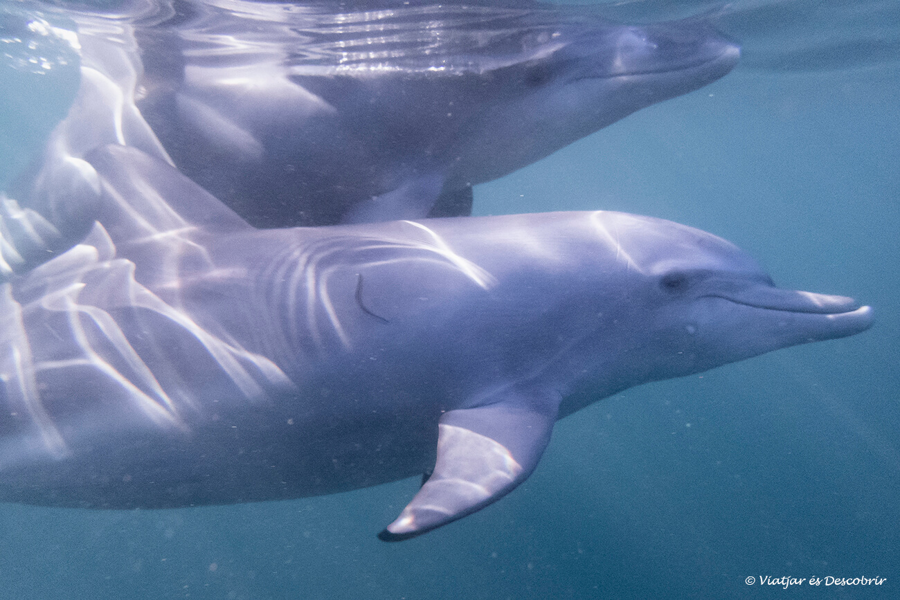 tenir aquests dos dofins nedant a pocs metres de mí durant el viatge a l'illa maurici va ser un instant inoblidable