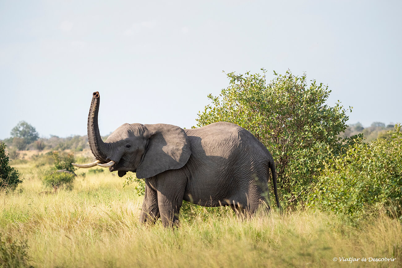 un elefant aixecant la seva trompa a una de les planícies de Sabana del centre del Kruger