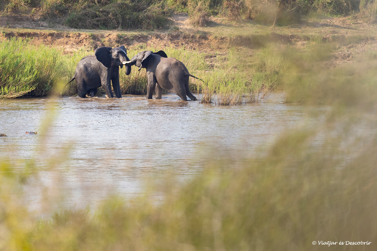 dos elefants jugant al riu Lower Sabie i ben a prop del campament amb el mateix nom del riu