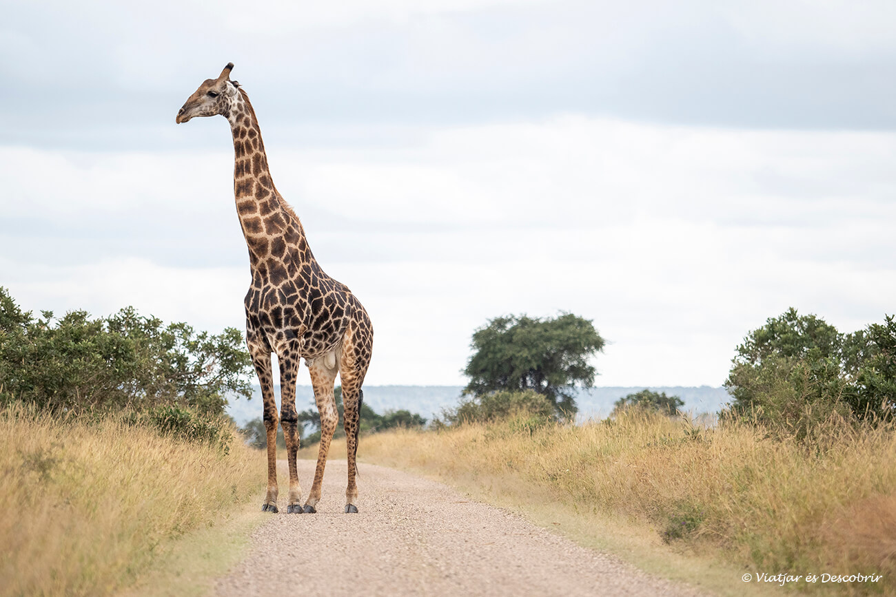 girafa a un dels camins de terra del Parc Nacional Kruger durant un safari fet al mes d'abril