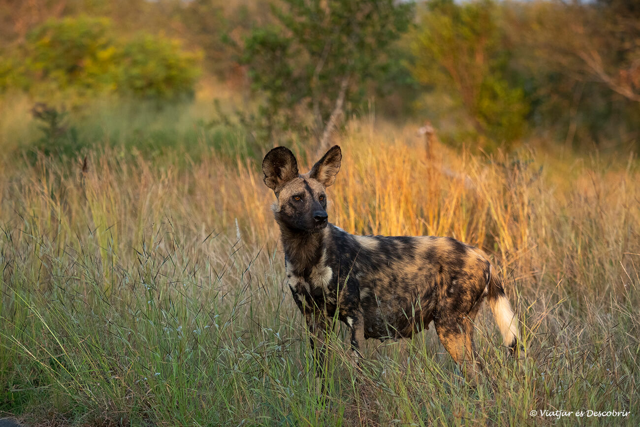 un gos salvatge africà fotografiat a la part final d'un safari pel Kruger a la zona central del campament de Satara on destaquen els paisatges de sabana