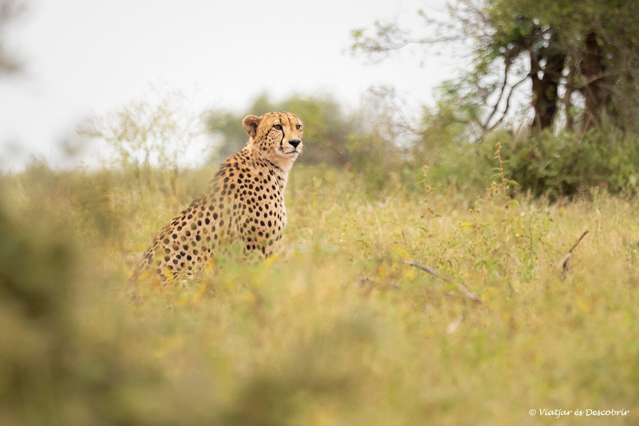 un guepard fotografiat durant un dia plujós al sud del parc nacional Kruger