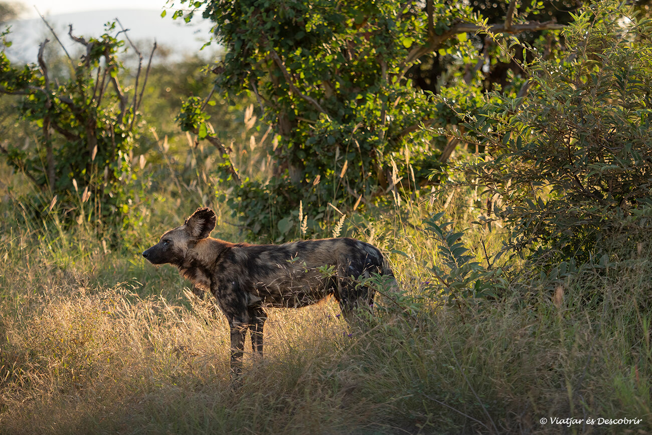 gos salvatge africà envoltat de la llum daurada de l'inici d'un nou dia a aquesta reserva africana on hi ha alguns dels mamífers més impressionants que es poden veure durant un safari per lliure