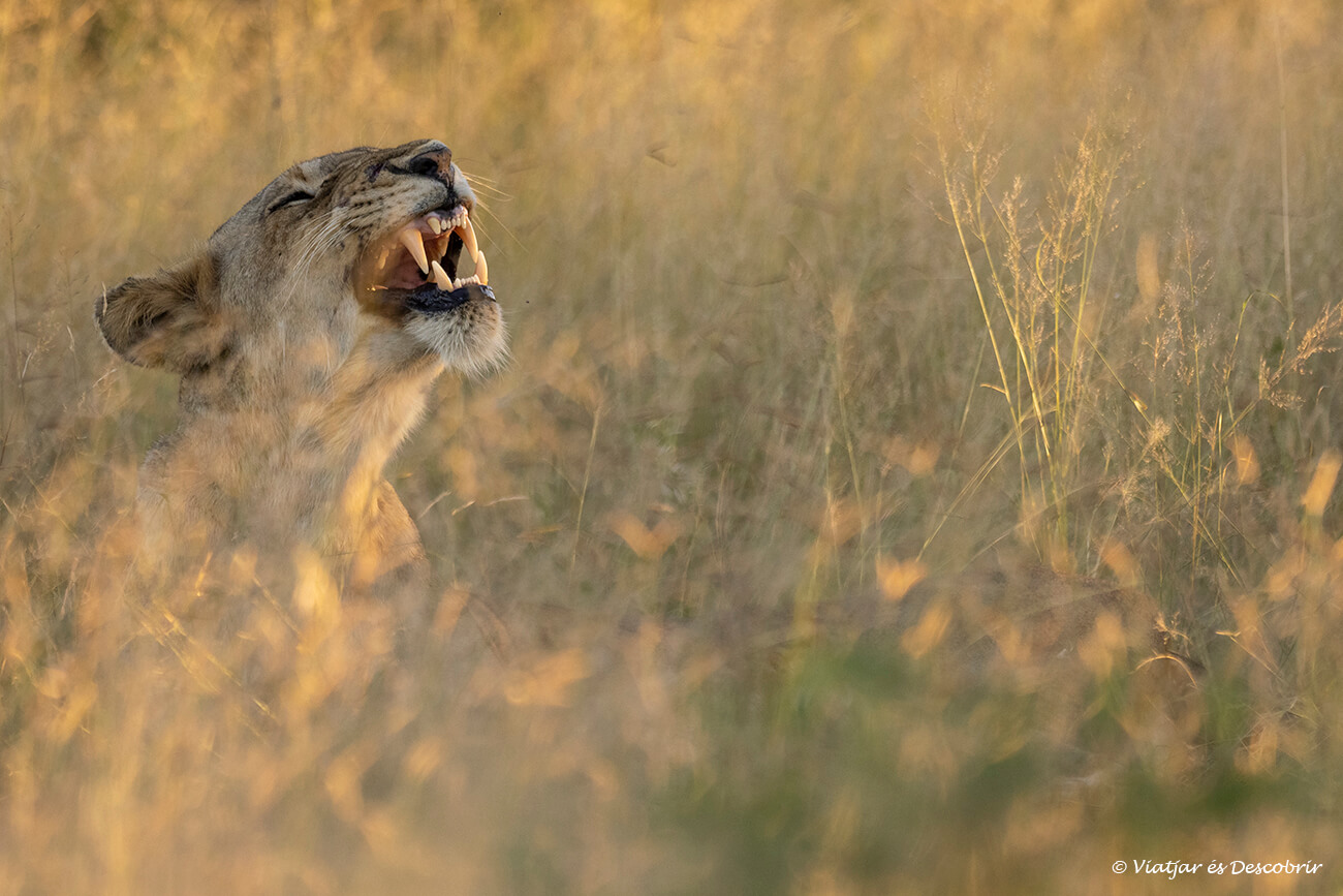 una lleona mostrant la seva dentadura durant la posta de sol al sud del Kruger