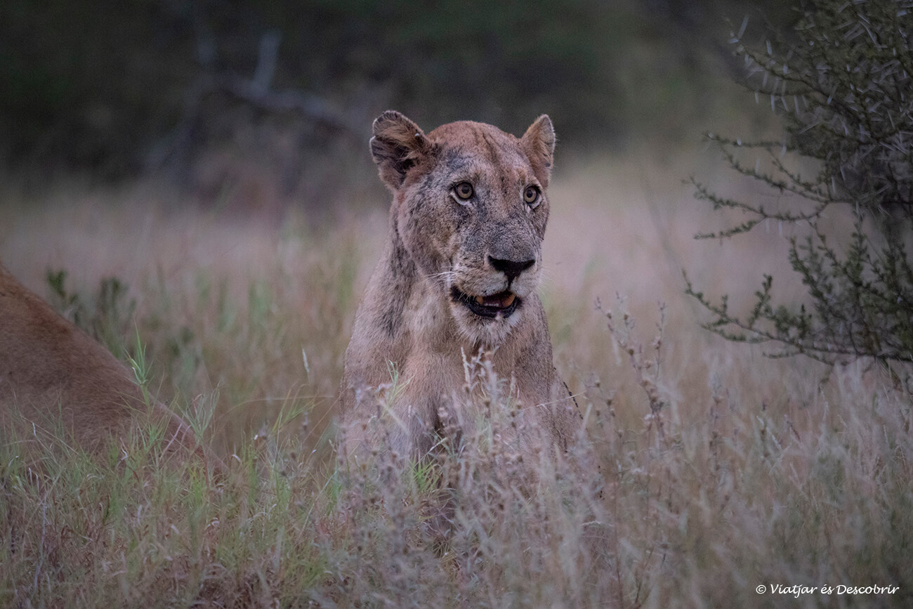 una lleona fotografiada després de la posta de sol i durant el recorregut cap al campament després d'un llarg dia de safari al Parc Kruger